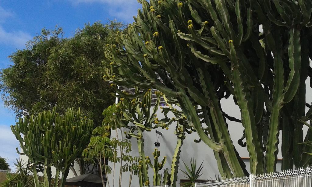 Apartamento Pardela Costa Adeje  Exteriér fotografie